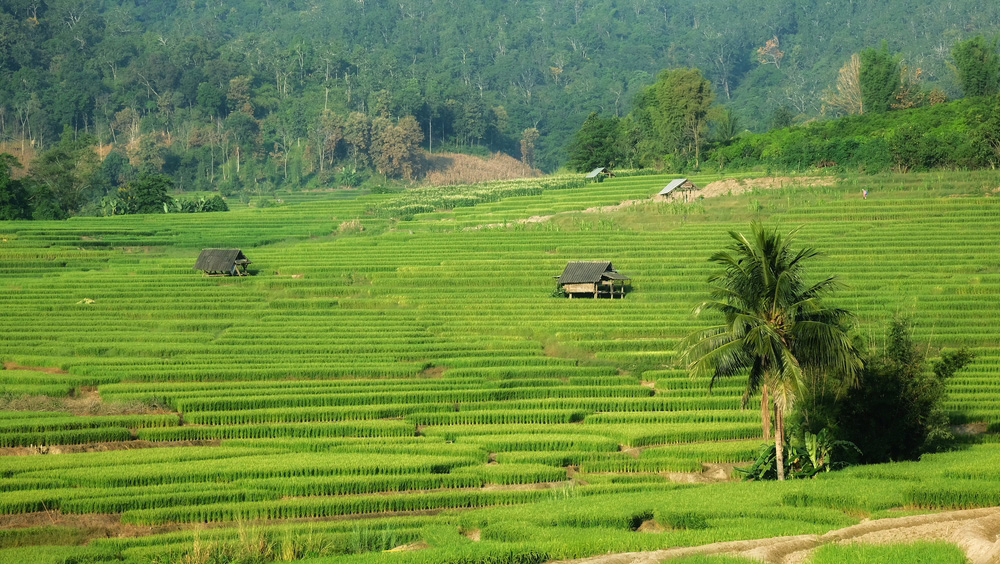 ที่เที่ยวเชียงใหม่