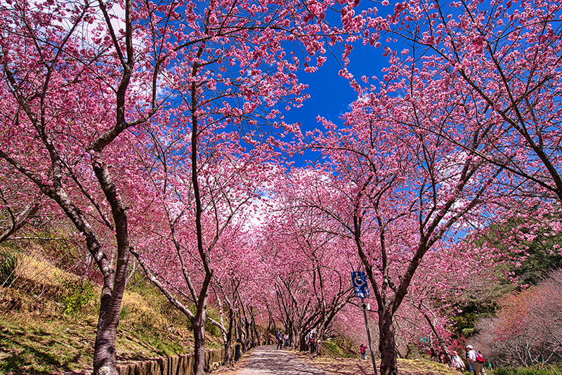 ซากุระไต้หวัน 2026