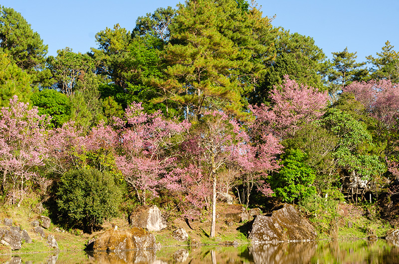ศูนย์อนุรักษ์พันธุ์กล้วยไม้รองเท้านารี จุดชมดอกนางพญาเสือโคร่ง 2568/2569