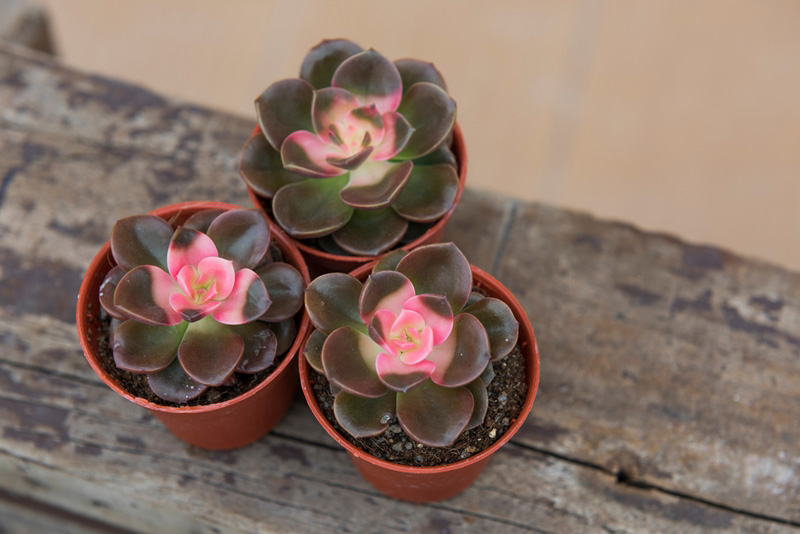 กุหลาบหิน Echeveria Chroma