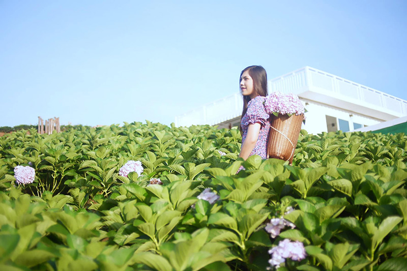 สวนดอกไฮเดรนเยีย เขาค้อ