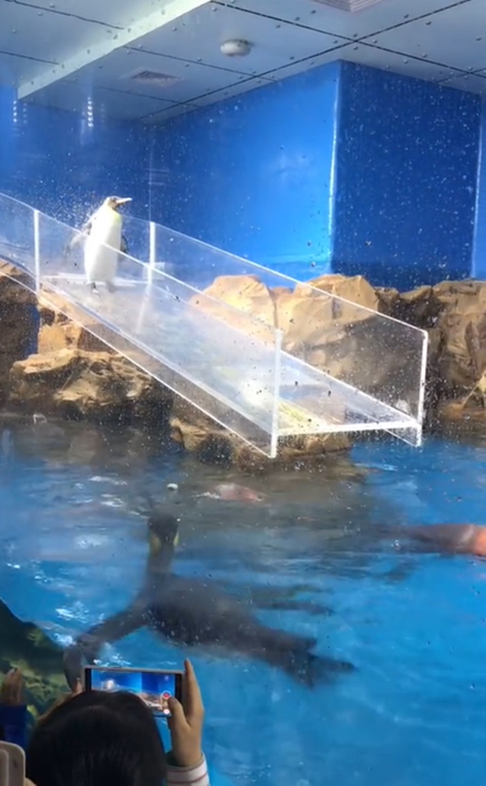 นกเพนกวิน