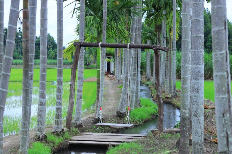 ทิวหมาก บ้านผาเบียด ชัยภูมิ