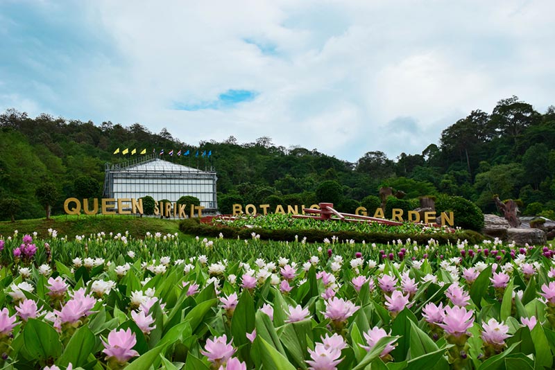 สวนดอกไม้ เชียงใหม่