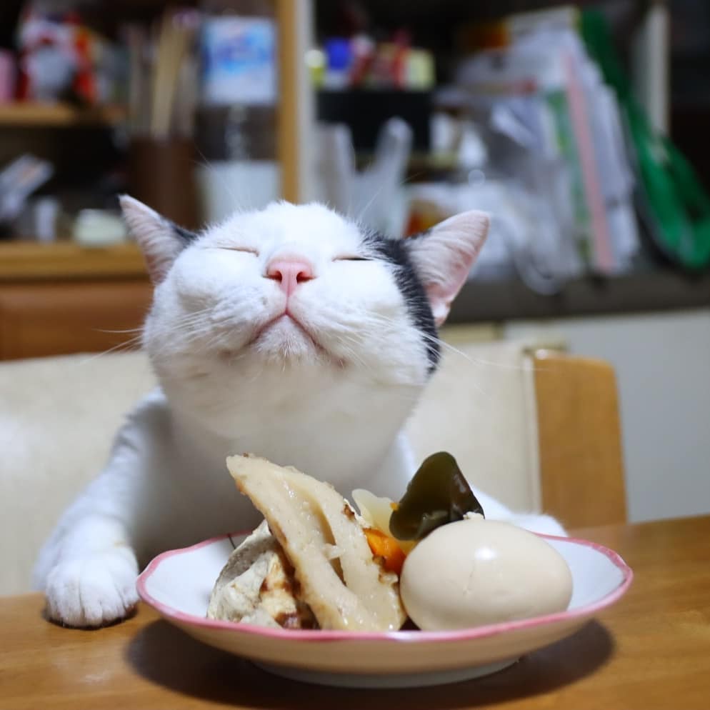 แมวหิว