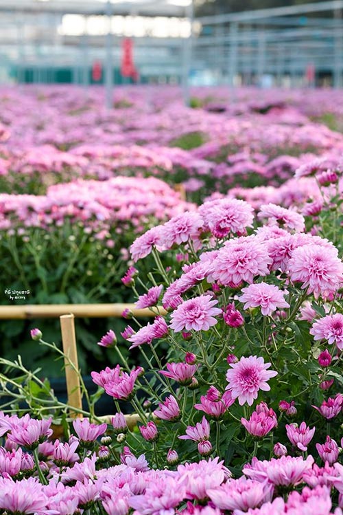 สวนดอกไม้ปทุมเจดีย์ ปทุมธานี