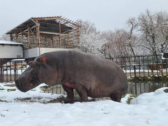 สัตว์ประหลาด