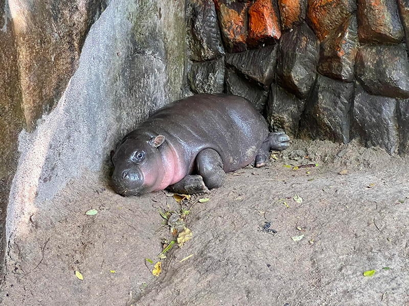 หมูเด้ง เสี่ยงทายประธานาธิบดีสหรัฐฯ คนต่อไป