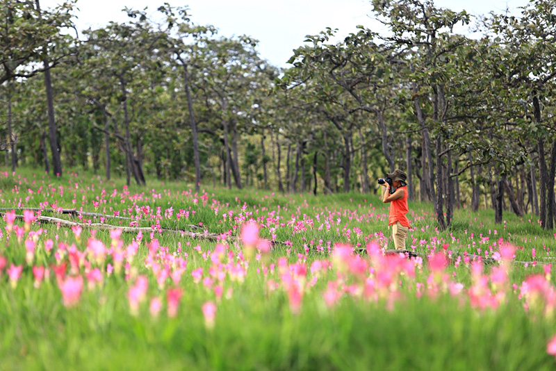 ที่เที่ยวเดือนมิถุนายน 2568 ทุ่งดอกกระเจียว จังหวัดชัยภูมิ