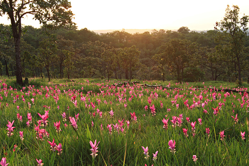 อุทยานป่าหินงาม