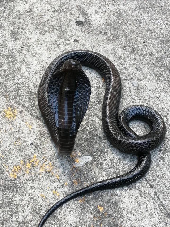 งูเห่าสีดำ