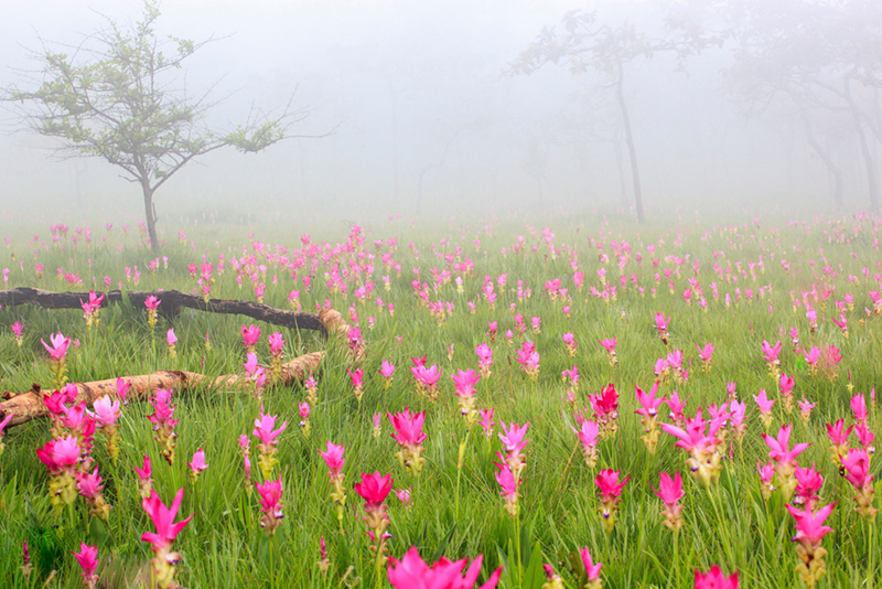 ทุ่งดอกกระเจียว อุทยานแห่งชาติป่าหินงาม จังหวัดชัยภูมิ
