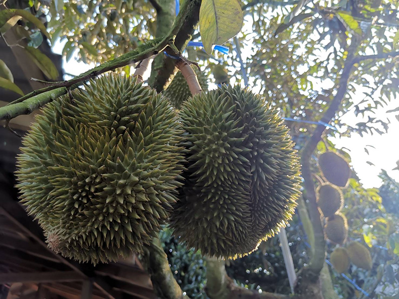 สวนผลไม้ระยอง จันทบุรี 2563