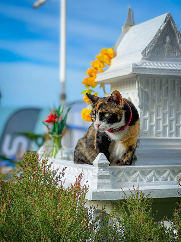 28 มีนาคม วันเคารพแมว