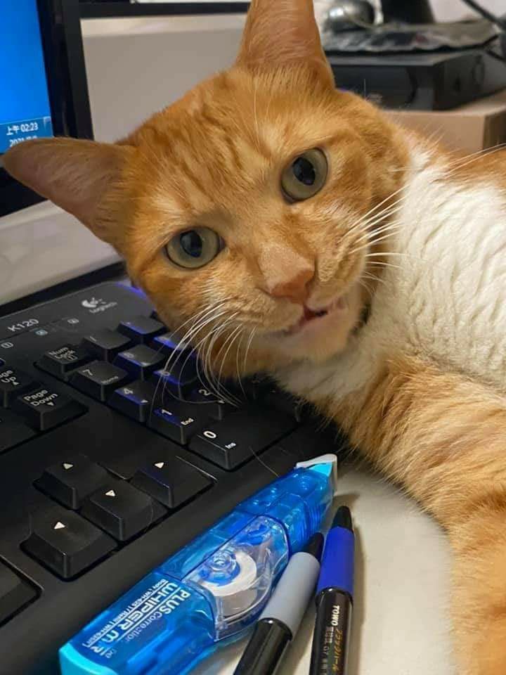 แมวหลับ