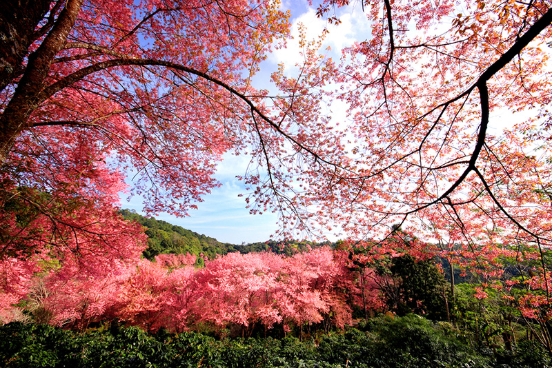 ดอกนางพญาเสือโคร่ง