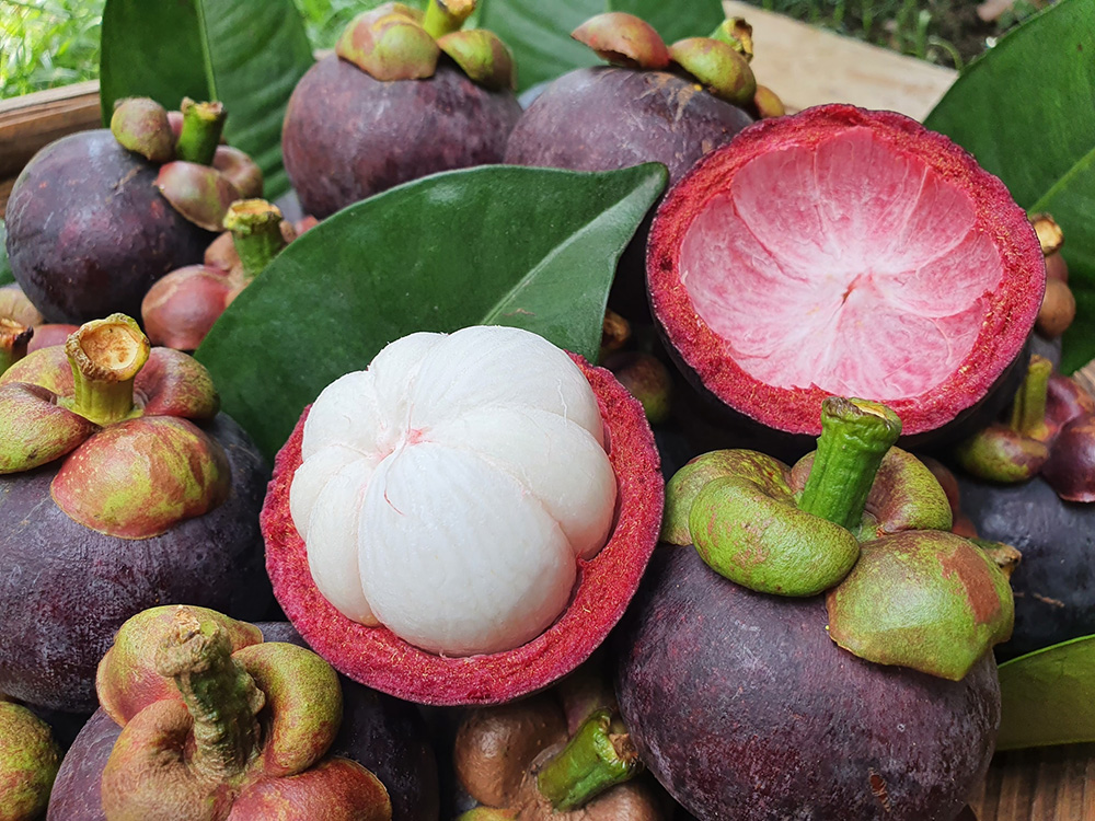 สวนผลไม้ระยอง 