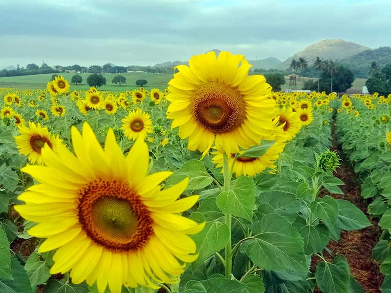 สถานที่ท่องเที่ยวไร่มณีศร ทุ่งทานตะวัน เขาใหญ่
