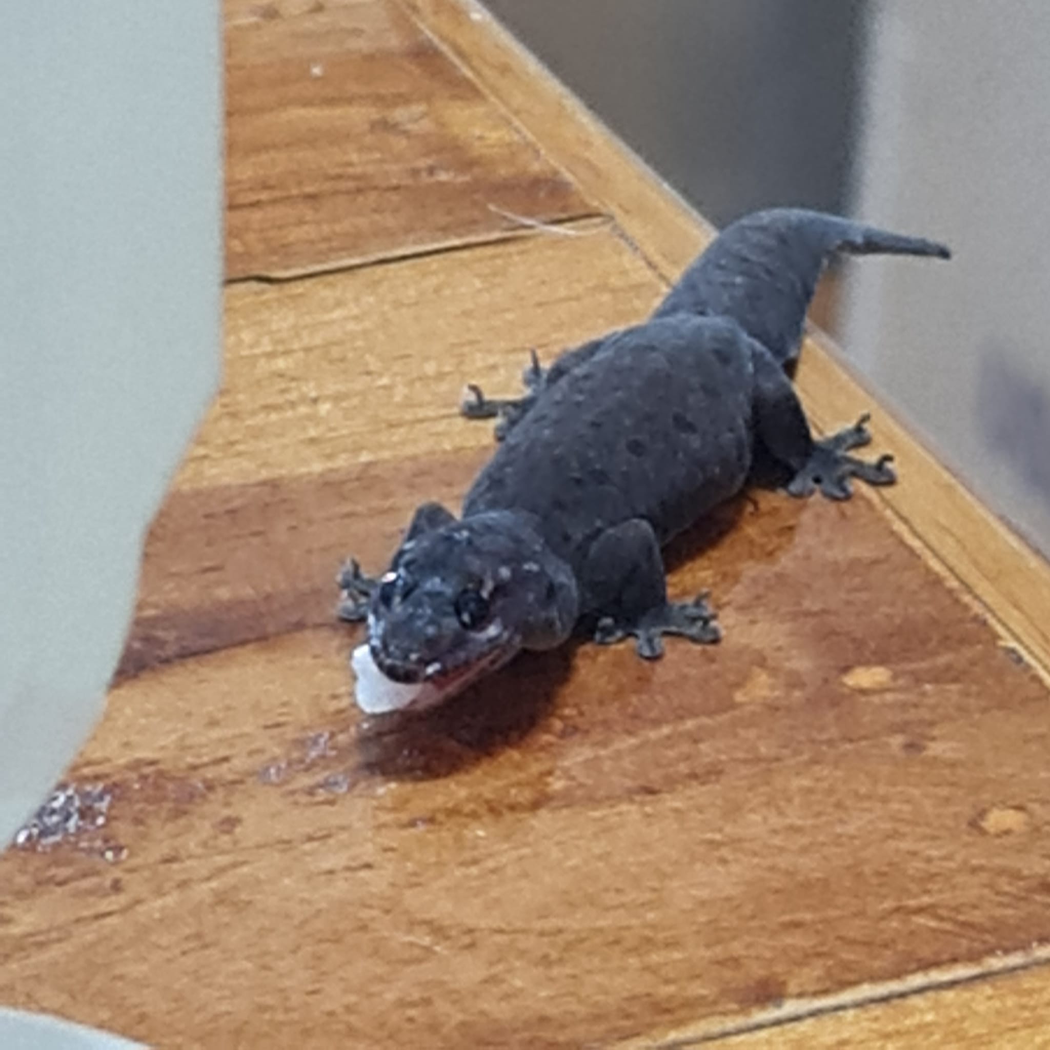 เลี้ยงจิ้งจก