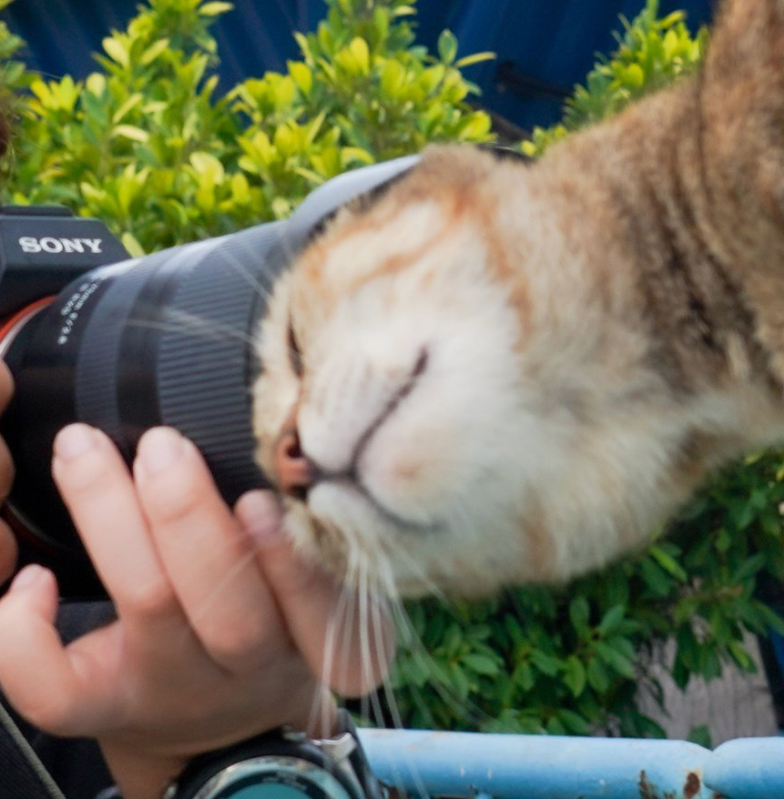 ถ่ายรูปแมว
