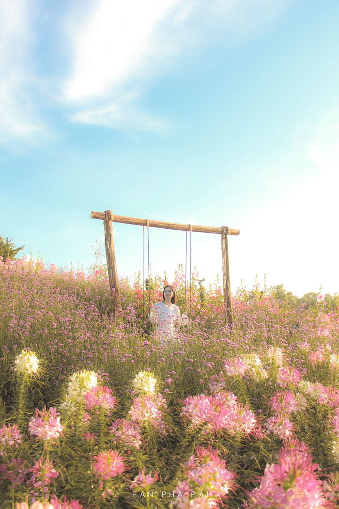 สวนดอกกอกาย