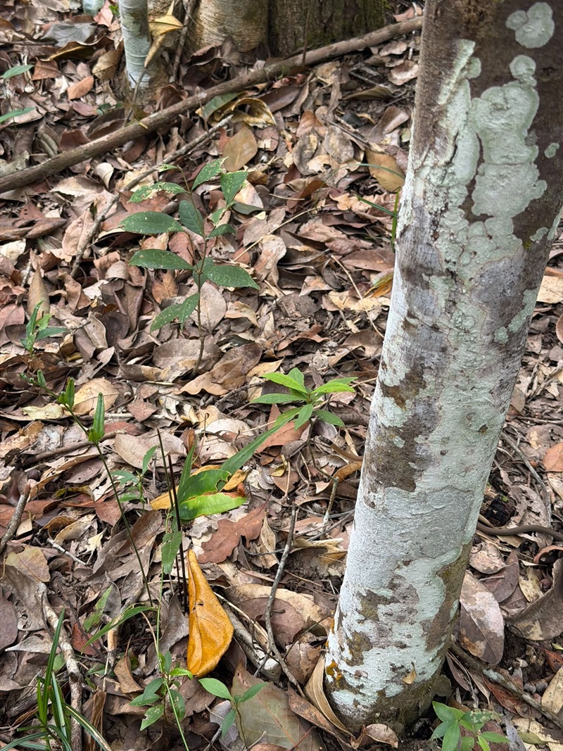 เดินป่า