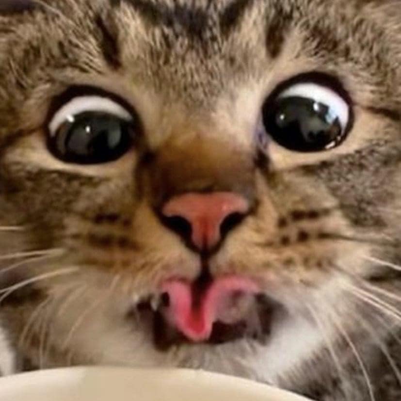แมวหิว