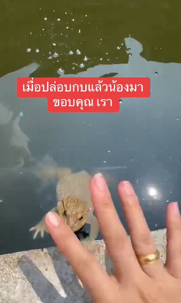 ปล่อยกบ