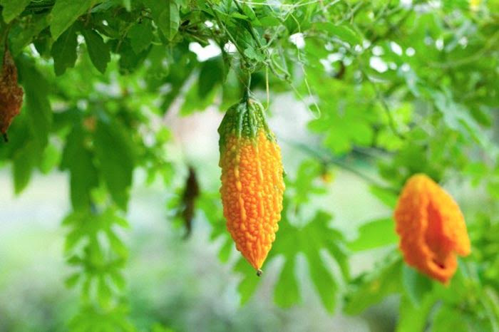 ผักวิตามินซีสูง