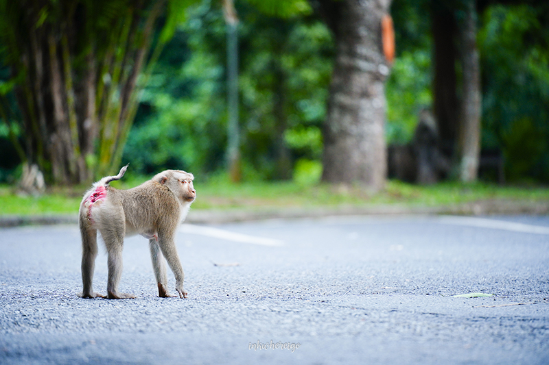เขาใหญ่