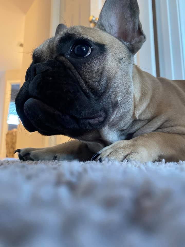 Wilbur