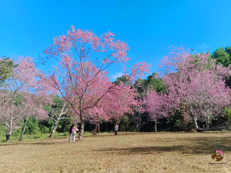 ภูลมโล 2567