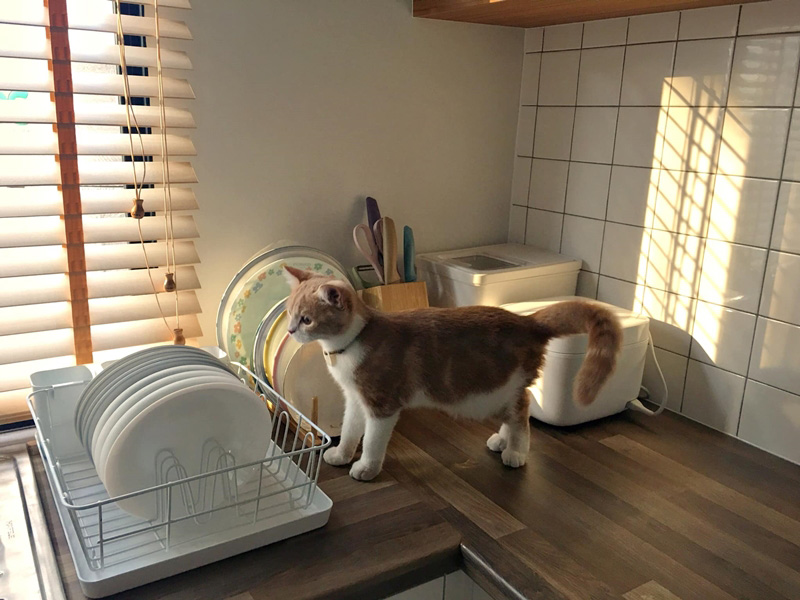 แบบห้องครัวสไตล์โฮมคาเฟ่