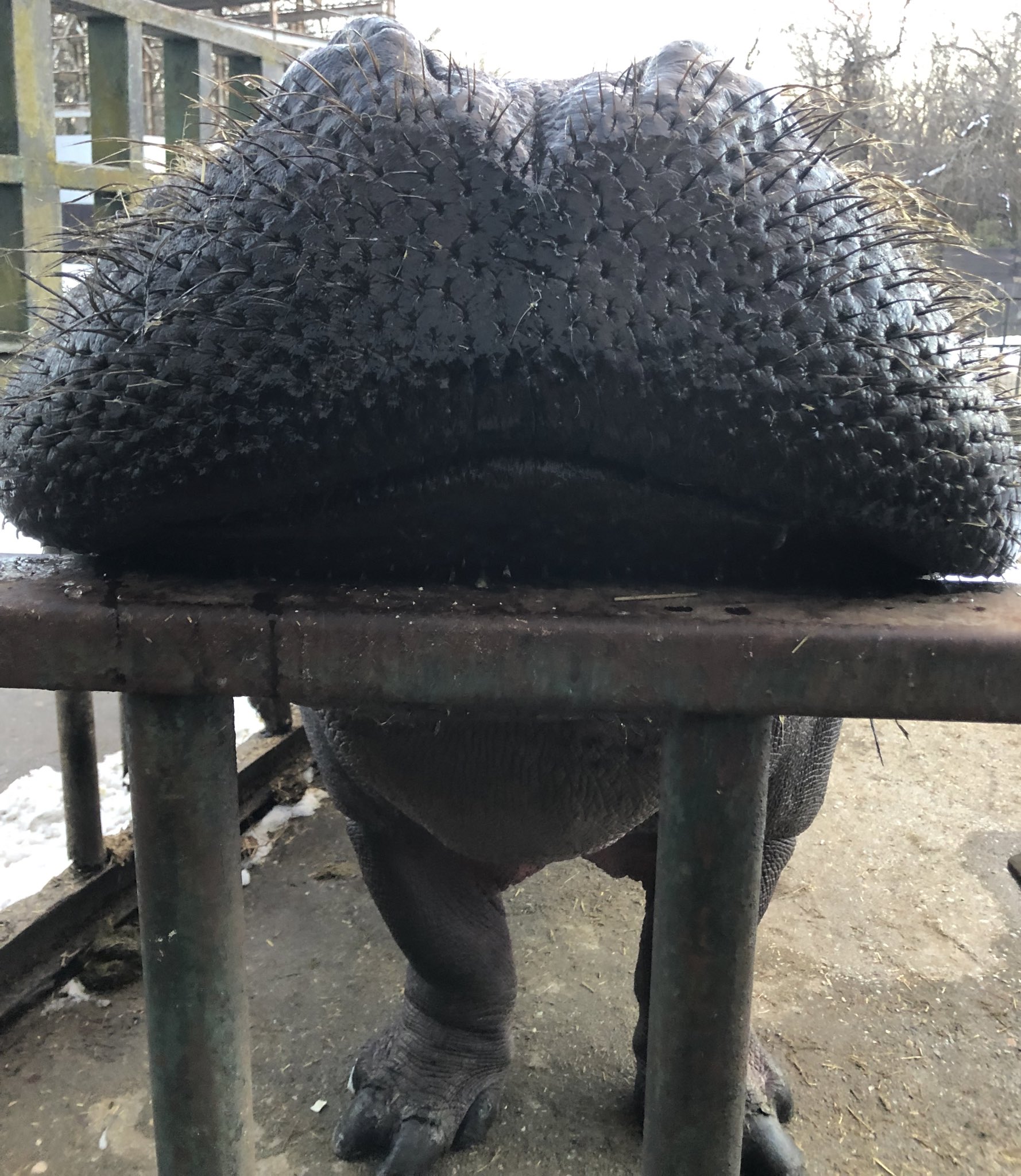 สัตว์ประหลาด