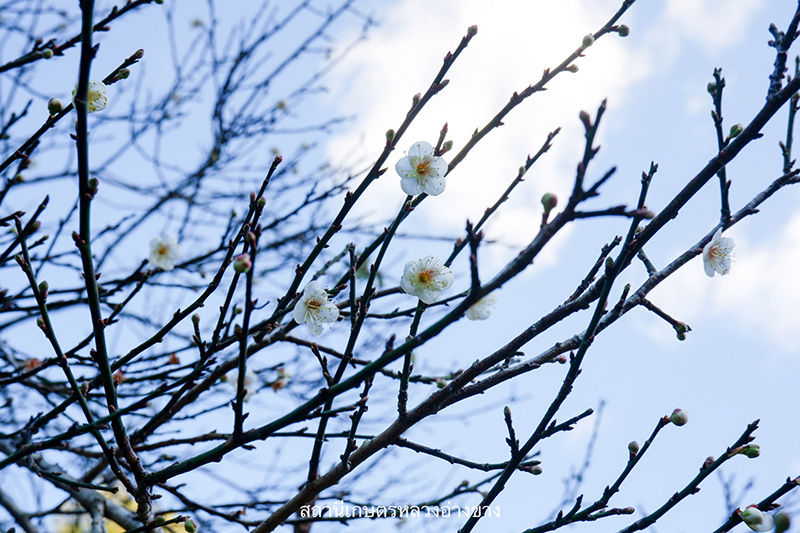 ดอกบ๊วย 2568 สถานีเกษตรหลวงอ่างขาง