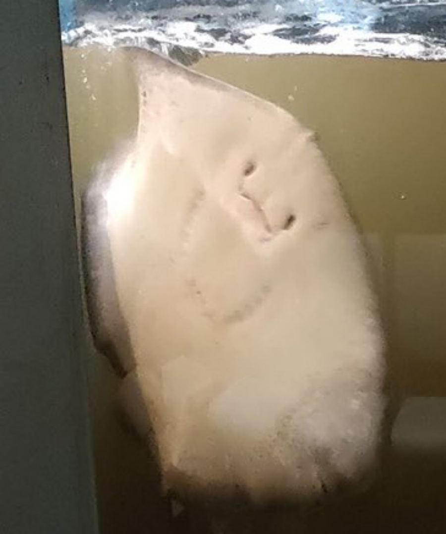 น้ำขุ่น