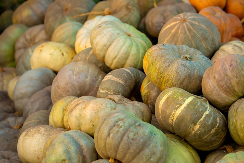 วิธีเก็บฟักทองที่ผ่าแล้วให้สดนาน เก็บฟักทองให้สดนาน ไม่ขึ้นรา เรื่องอาหารน่ารู้อื่น ๆ