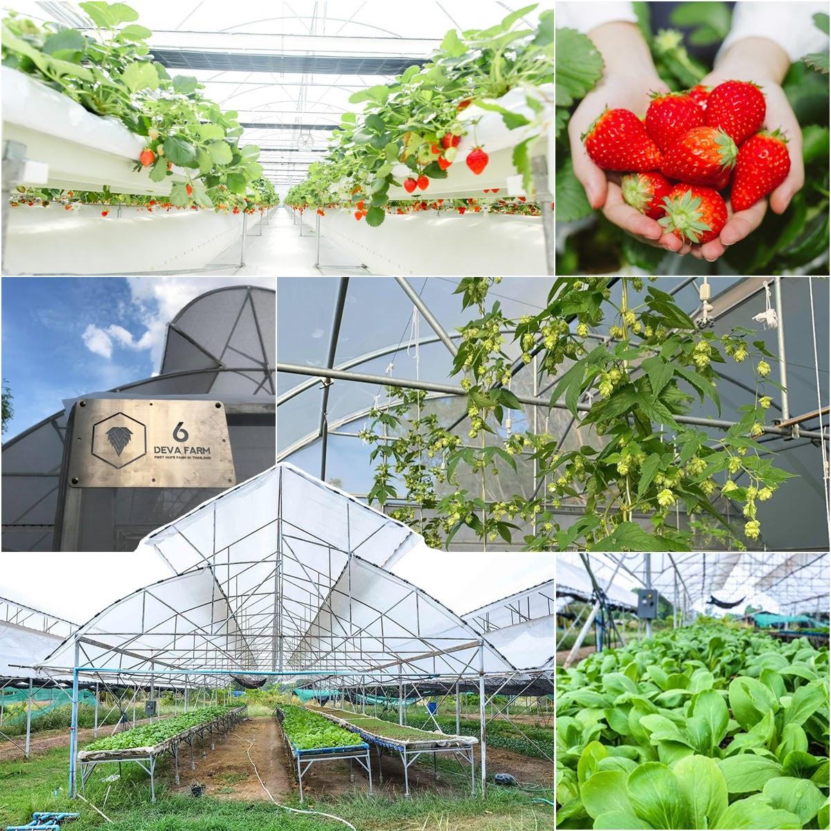 นวัตกรรมการเกษตร ปลูกพืชเมืองหนาว