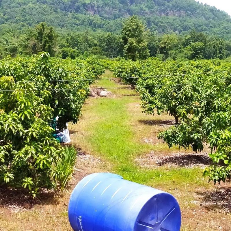 ตั๊ก ศิริพร