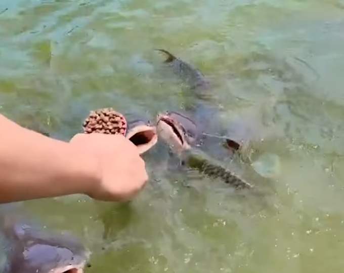 ให้อาหารปลา