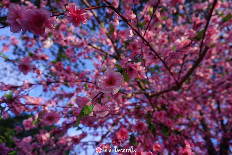 ที่เที่ยวปีใหม่