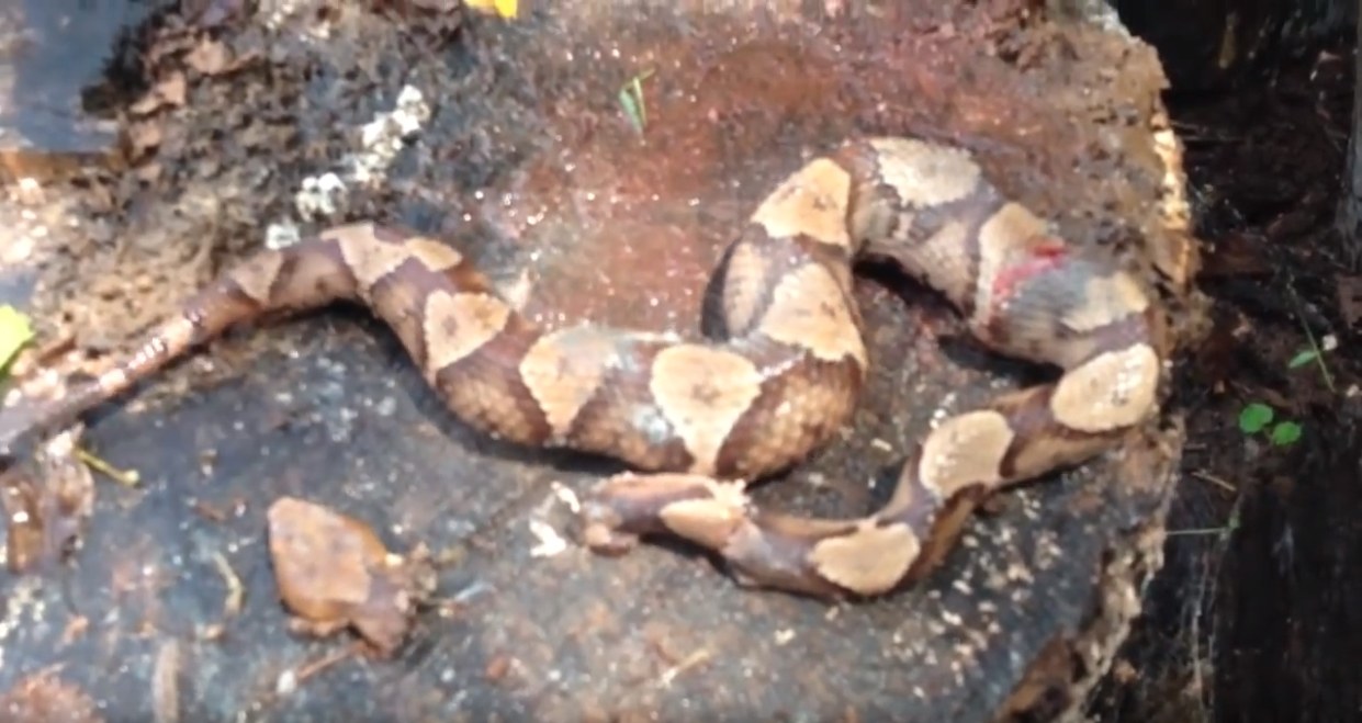 งูกัดหางตัวเอง