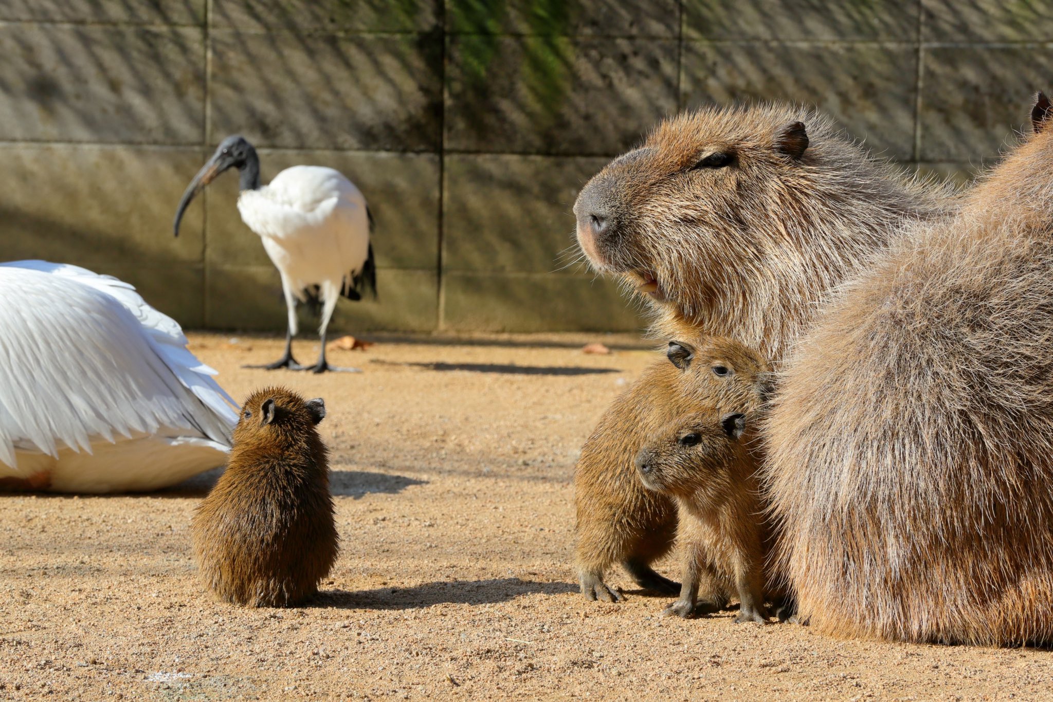 คาปิบารา