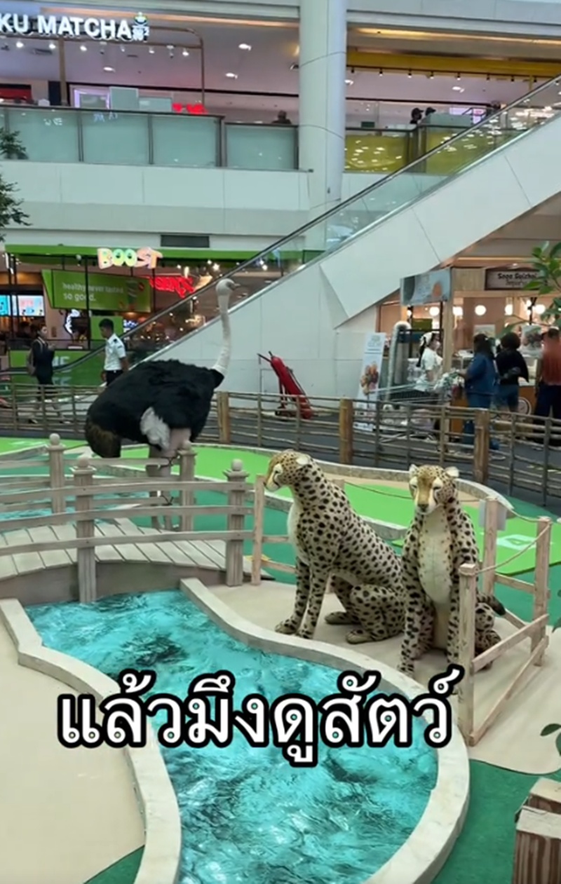 ให้อาหารสัตว์