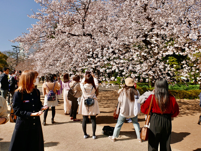 ซากุระ 2020