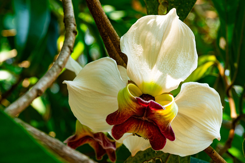 บุปผาราชินี มหาพรหมราชินี