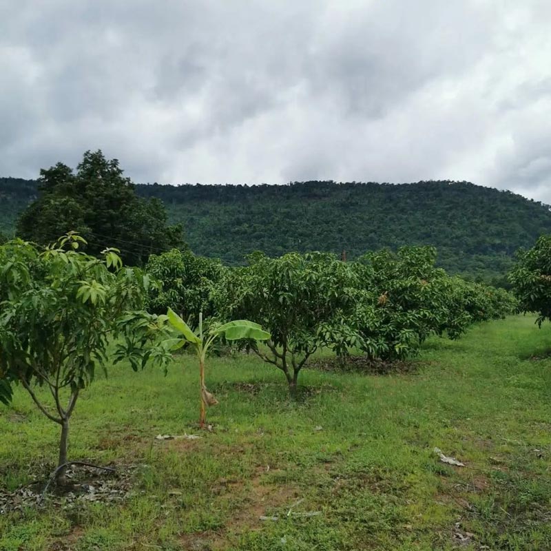 ตั๊ก ศิริพร