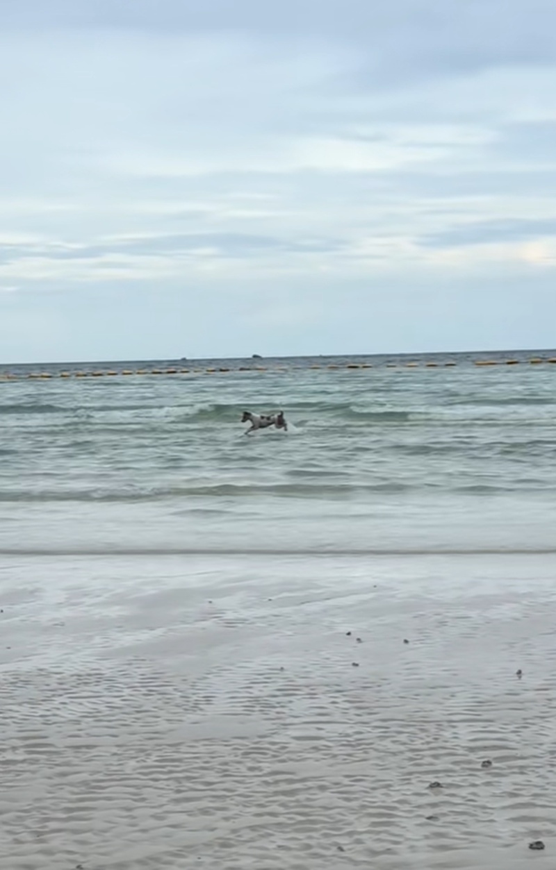 หมาเล่นน้ำ