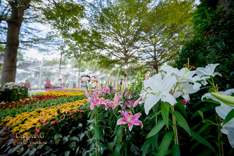 Charming Chiang Mai Flower Festival 2026