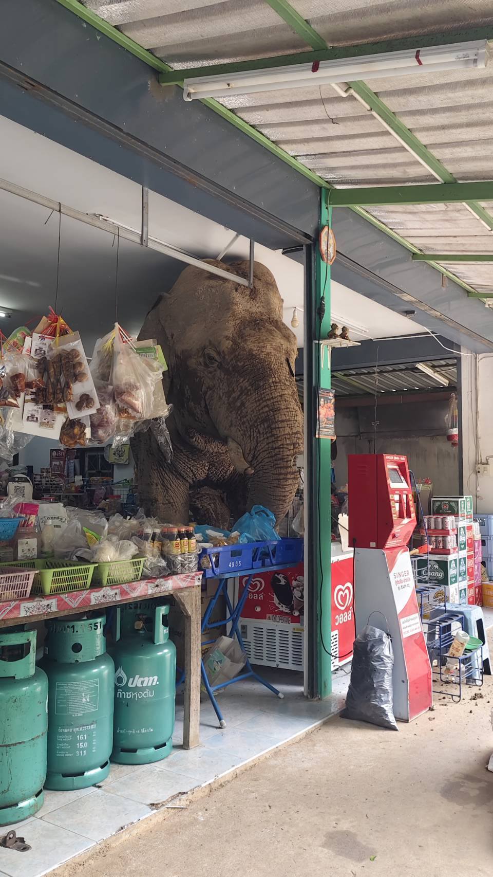 ช้างป่า